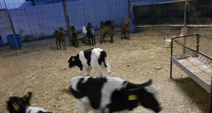 חזרו לגנוב מאותו משק - ונתפסו על חם