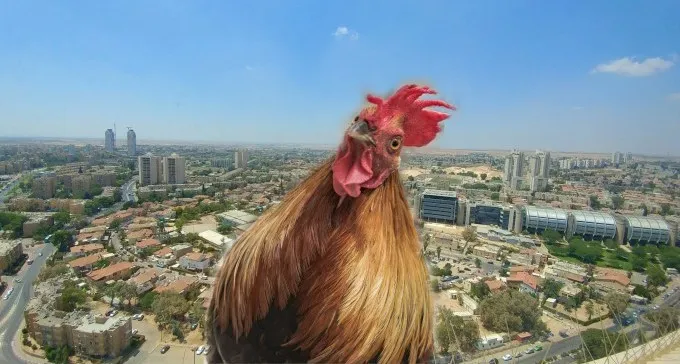 הפתעה: תושבי באר שבע והדרום אלופי ישראל באכילת ביצים