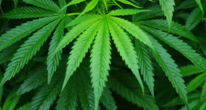 ''נקנה גראס, גם אם יעלה פי שתיים''