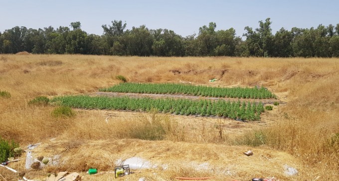 שדה של קנאביס - ליד בסיס צבאי בנגב