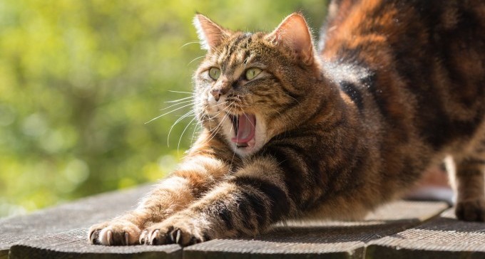 עיריית באר שבע יוצאת בפרויקט רחב היקף למען חתולי הרחוב