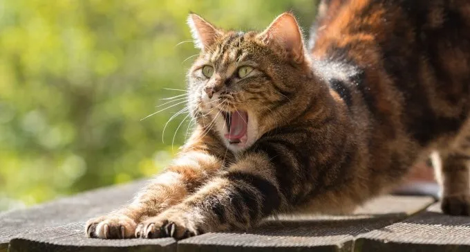 עיריית באר שבע יוצאת בפרויקט רחב היקף למען חתולי הרחוב
