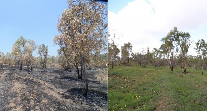 תקווה ירוקה: השדות השרופים בנגב חוזרים לפרוח
