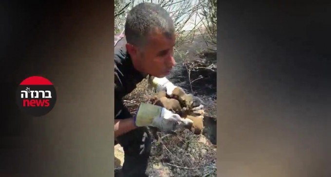 מרגש: כבאי מחלץ גורי כלבים משריפה ומביא אותם אל אימם