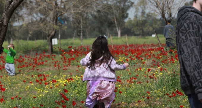 ''צעדת הכלניות'' נדחתה - בגלל מזג האוויר