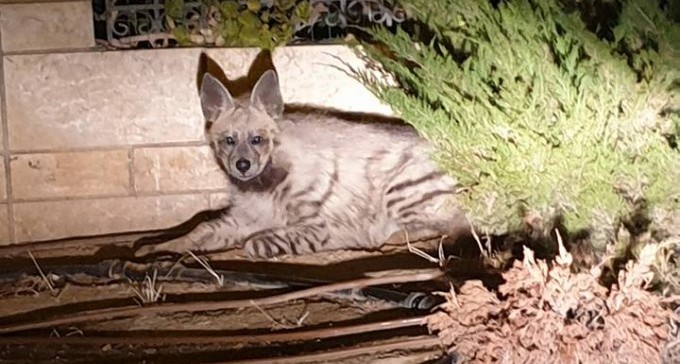 אורח בשכונת נאות לון: צבוע מפוספס