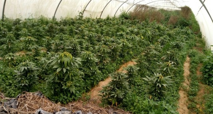 העסק המשתלם בנגב: גידול קנאביס