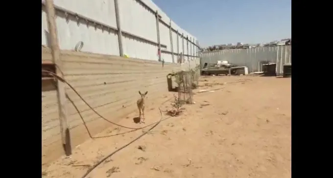 חיפשו נשק, מצאו עופר איילים