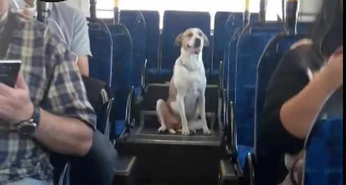 צפו: הכלב עלה לבדו לאוטובוס בקו 7 ונסע כמו בן אדם