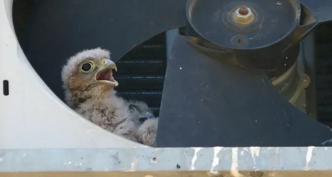 מצוקת דיור: בזים בחרו לגדל את גוזליהם במזגן בשכונה בב''ש