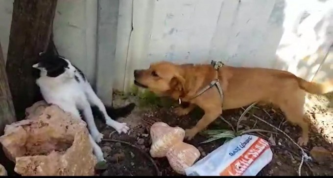 כתב אישום נגד תושב באר שבע ששיסה את הכלבים שלו נגד חתול עיוור