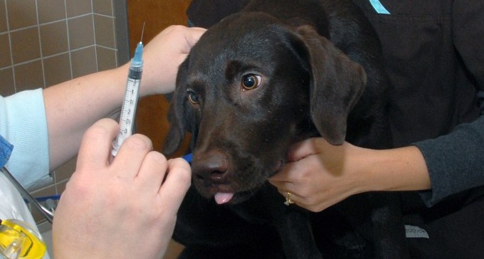 עיריית ב''ש בקריאה חריגה: ''לחסן כלבים וחתולים נגד כלבת''