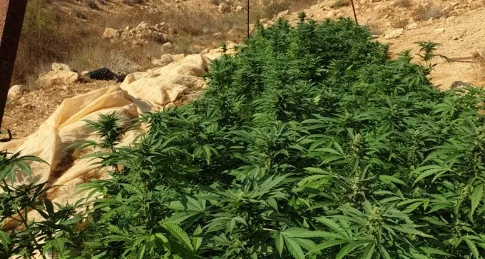 אלפי שתילי קנאביס נתפסו ליד בה''ד 1