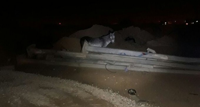 מרגש: שני החמורים שנגנבו מנגב ZOO אותרו והוחזרו