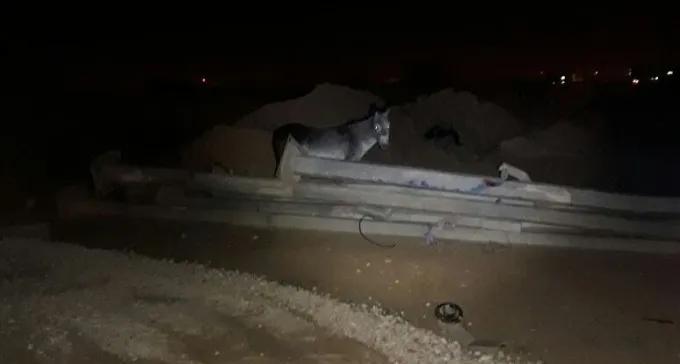 מרגש: שני החמורים שנגנבו מנגב ZOO אותרו והוחזרו
