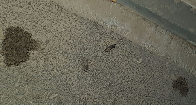 ירי מקלעים לעבר שדרות: מכוניות ובתים נפגעו