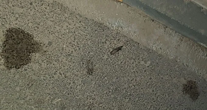 ירי מקלעים לעבר שדרות: מכוניות ובתים נפגעו