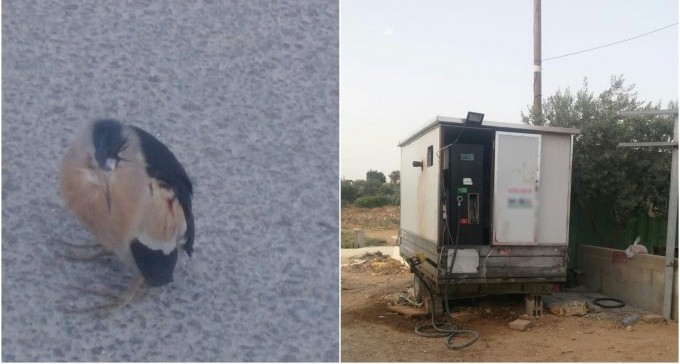 חורה: שוטר הציל ציפור פצועה - ומצא תחנת דלק בלתי חוקית