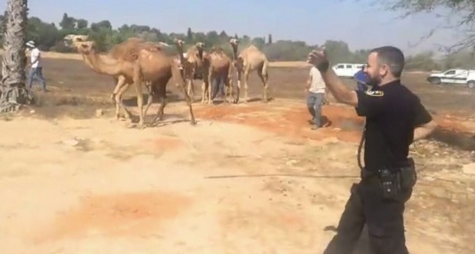 סכנה בכבישים: כוחות הביטחון טיפלו בעדר גמלים ששוטט ליד חצרים