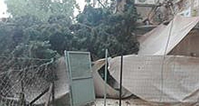 עץ קרס ברחוב סוקולוב: 