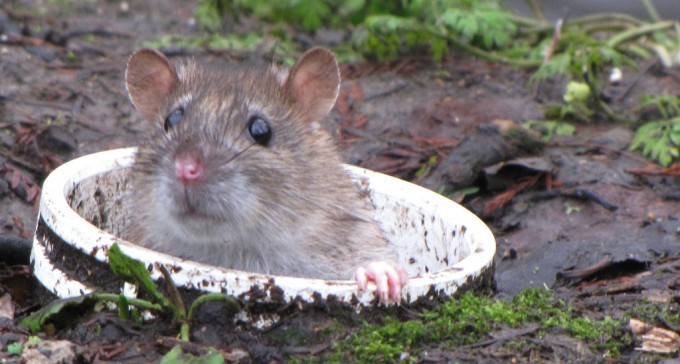 מכת חולדות בגן הילדים, ההורים שוקלים להשבית הלימודים