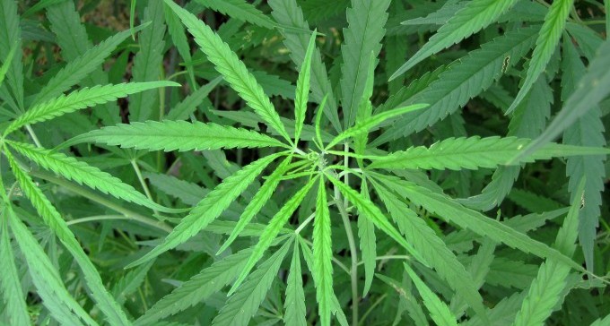 חממת קנאביס רפואי תוקם בנגב, תפיק 14 טון תפרחת יבשה