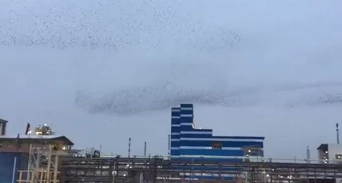 צפו: ריקוד הזרזירים מעל נאות חובב