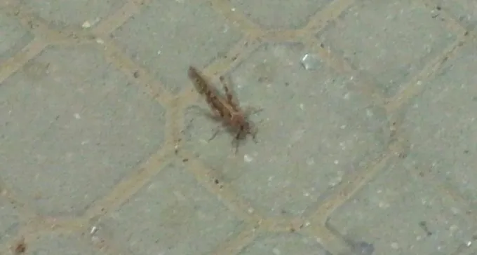 נחילי חגבים בדרך לנגב? בגלל מזג אוויר חריג במזרח תימן, כנראה שכן