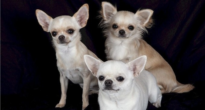 עיריית ערד האשימה בעלת כלבים על סמך שמועה