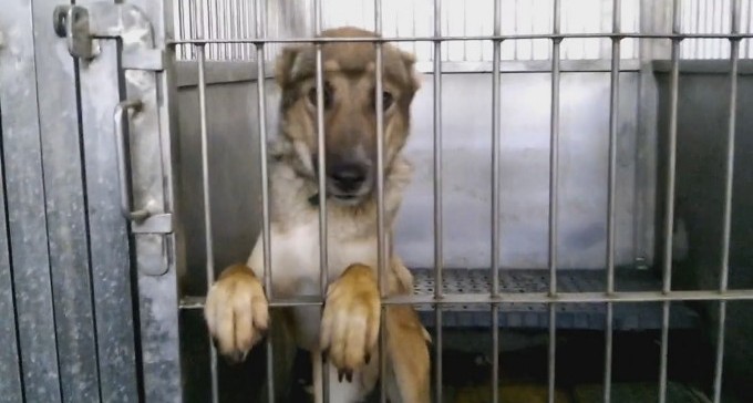 הסוף להסגר כלבים בכלביות? ייתכן ויומר בהסגר ביתי ובמאסר הבעלים