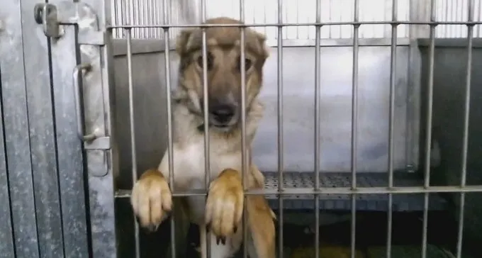 הסוף להסגר כלבים בכלביות? ייתכן ויומר בהסגר ביתי ובמאסר הבעלים