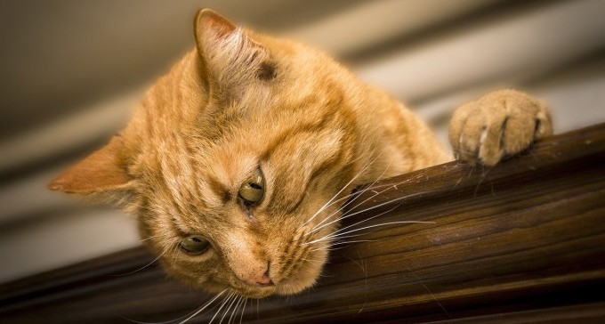 ימים של עוצר: הזעקה של מאכילי החתולים בבאר שבע