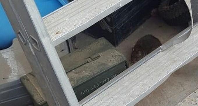 צפו: מכת חולדות בשכונה ד'