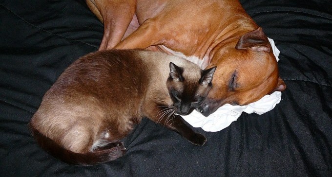 ''פרסומים שקריים על המתת כלבים בב''ש גרמו בהלה ופגעו במתנדבים''