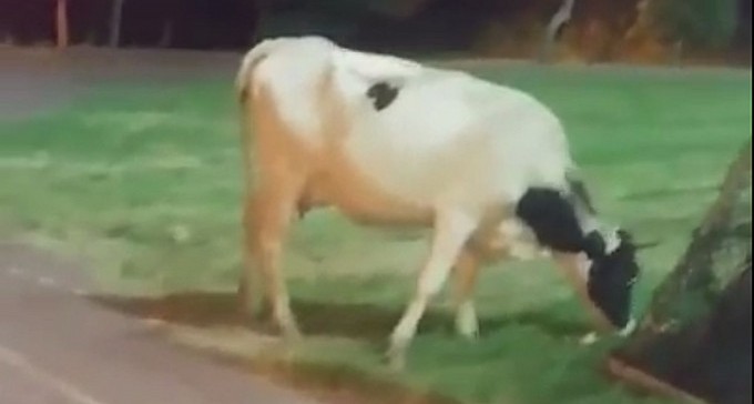 מווווזר: מה עשו פרות בפארק נאות לון?