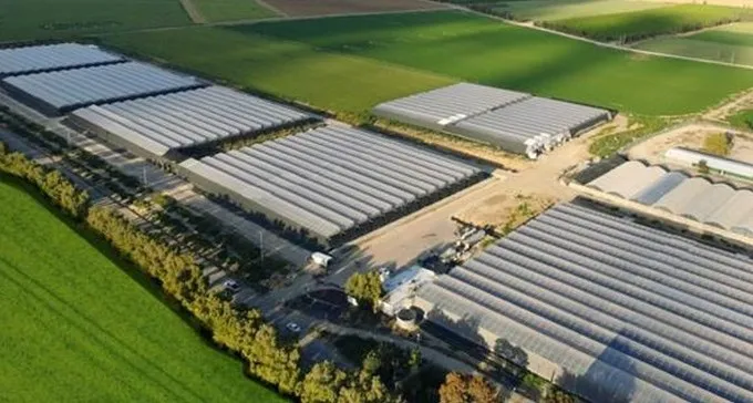 חברת הקנאביס של אהוד ברק מקימה בנגב חממת גראס מהגדולות בעולם