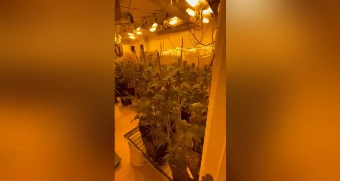 באר שבעי הרחיק עד לכנרת - בשביל לגדל סמים