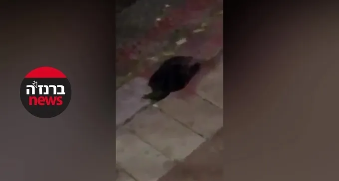 תעלומה: מי הרעיל עשרות ציפורי מיינה ברח' מבצע עובדה?