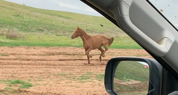 מג''ב חוקר: מי שיחרר סוסים לשטחי אש של צה''ל?