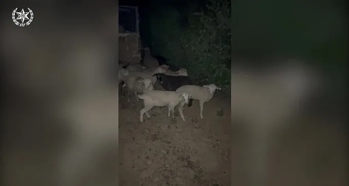 האכזריות של גנבי הצאן: תוך כדי מילוט השליכו כבשים - וגרמו למותם