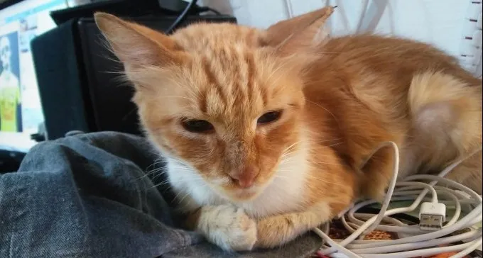 מצילים חיים: מאות חתולי רחוב בב''ש עוקרו וזכו לטיפול רפואי