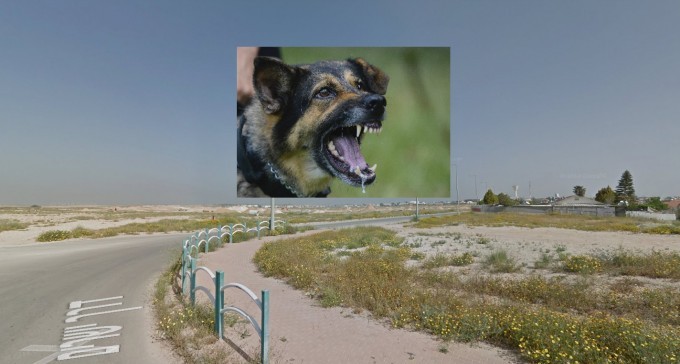 נעצר בעל הכלבים שנשכו את הילדה באופקים