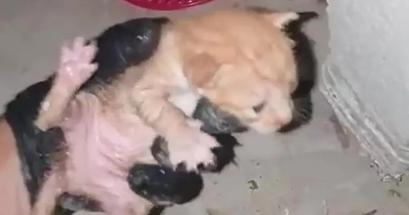 המחלקה הווטרינרית בבאר שבע חילצה גור חתולים ממרזב (תיעוד)