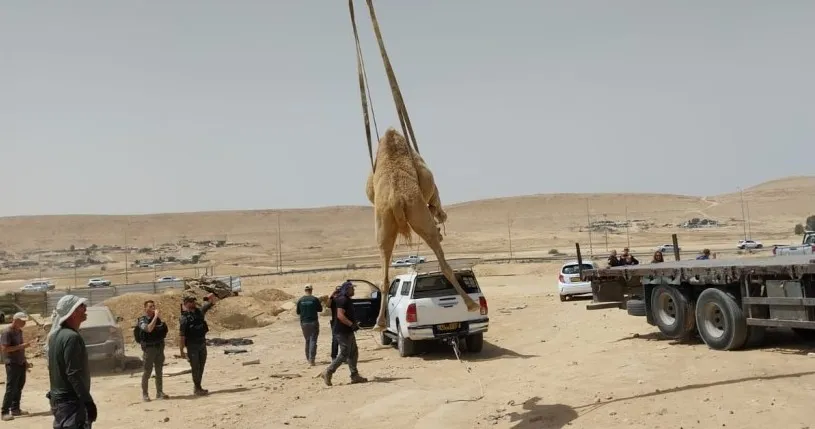 Оторвись на верблюжьих бегах в Негеве, загрузи в Тикток — и тебя арестуют