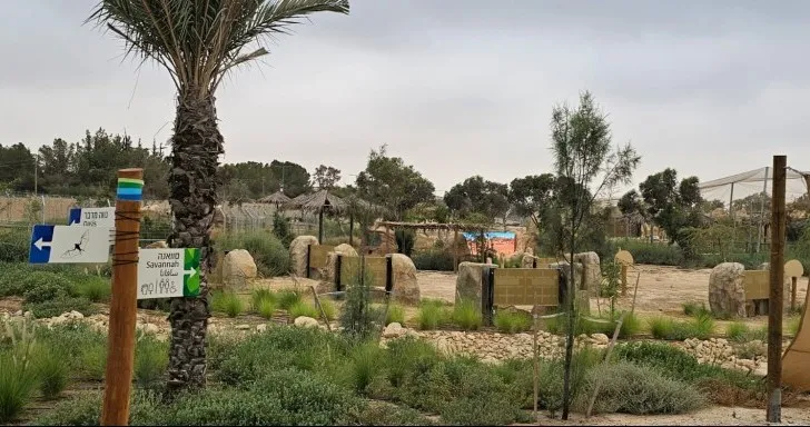 Модель гепарда и жирафов со сверхспособностями: взгляд на Мидбариум в Беэр-Шеве