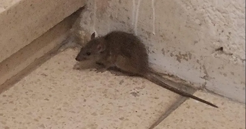 מזעזע: חולדה נשכה והשחיתה את הפנים של תינוק מהדרום