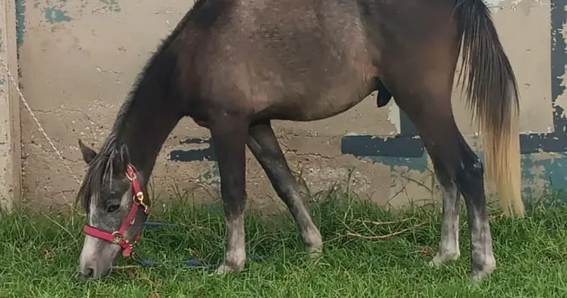 סכנה! סוס בורח שועט בבאר שבע