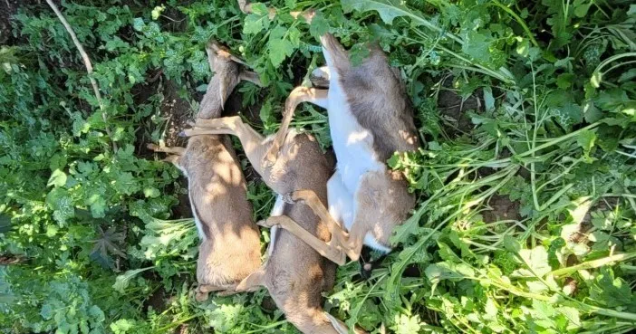 שרדו את הטבח  - והורעלו למוות