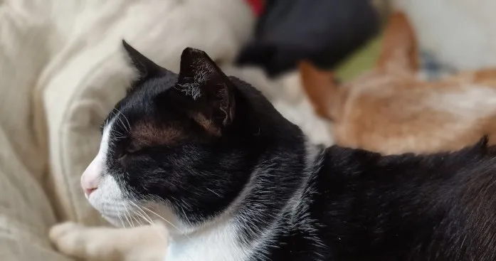 הפיילוט שיהפוך את באר שבע לבירת החתולים