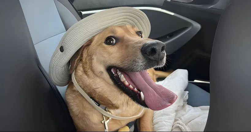 באר שבע אוהבת חיות: הגיעו ליום אימוץ - ויצאו עם חבר לחיים